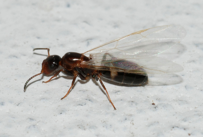 maschio e femmina di Camponutus truncatus